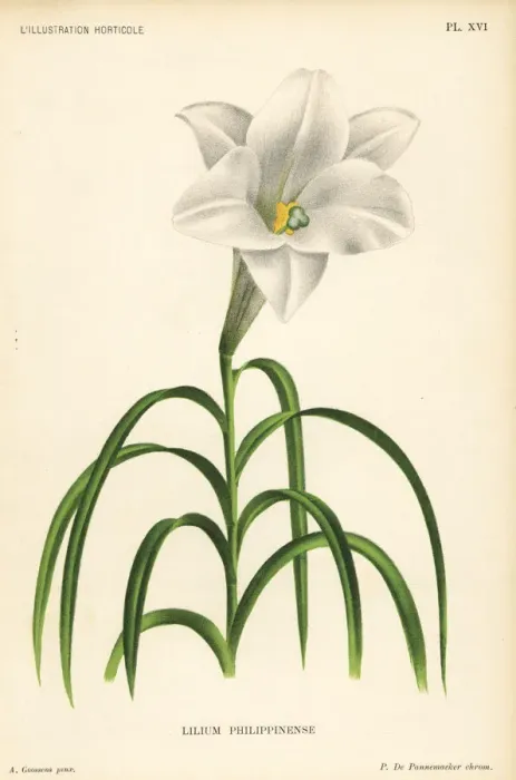 Framed Print : Philippine lily, Lilium philippinense Framed Print : Philippine lily, Lilium philippinense