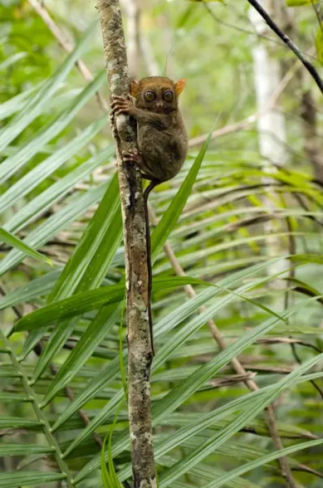 Framed Print : Philippine Tarsier, adult Framed Print : Philippine Tarsier, adult