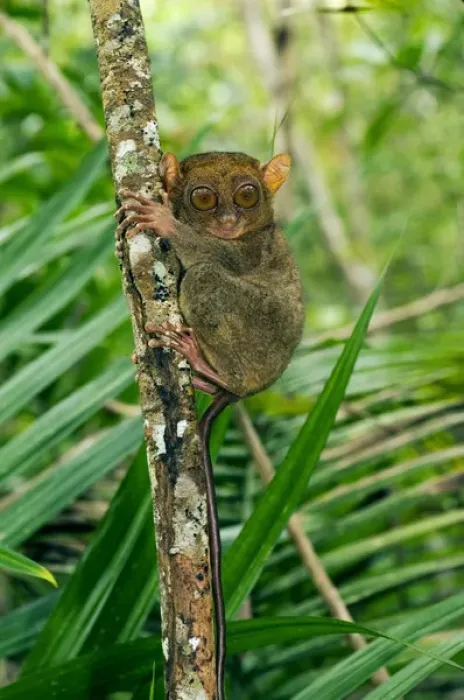 Framed Print : Philippine Tarsier, adult