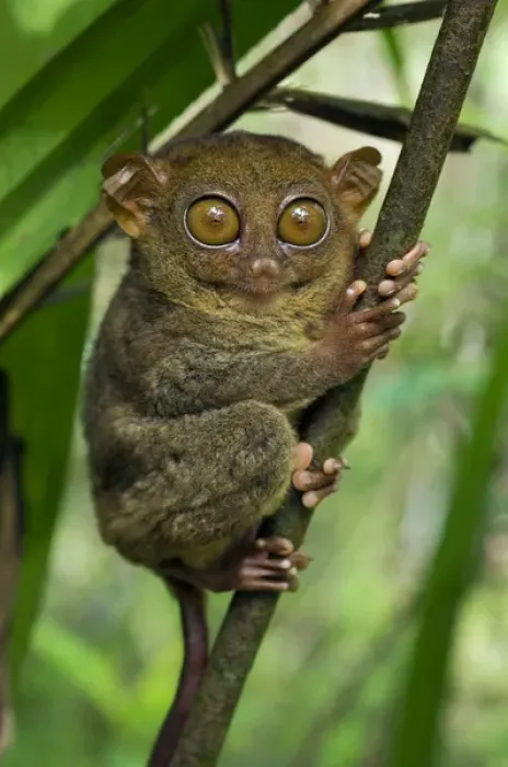 Framed Print : Philippine Tarsier hides and rests during daytime Framed Print : Philippine Tarsier hides and rests during daytime