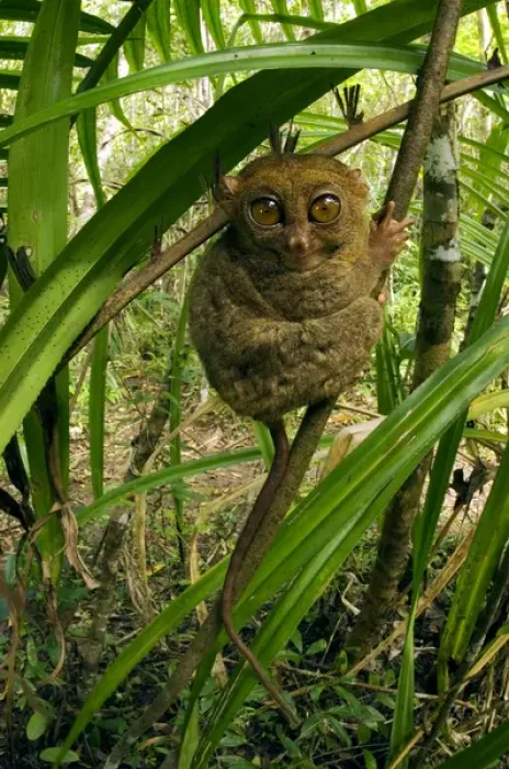 Framed Print : Philippine Tarsier hides and rests during daytime Framed Print : Philippine Tarsier hides and rests during daytime