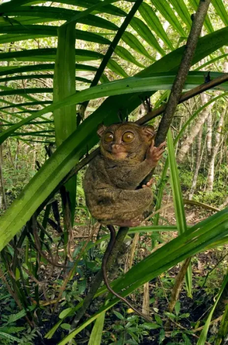 Framed Print : Philippine Tarsier hides and rests during daytime Framed Print : Philippine Tarsier hides and rests during daytime