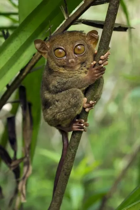 Framed Print : Philippine Tarsier hides and rests during daytime Framed Print : Philippine Tarsier hides and rests during daytime
