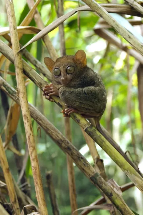 Framed Print : Philippine Tarsier rests during a day in bamboo undergrowth Framed Print : Philippine Tarsier rests during a day in bamboo undergrowth
