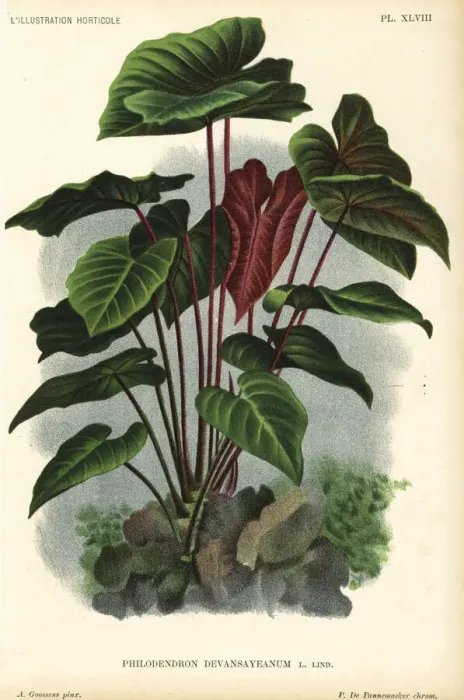 Framed Print : Philodendron devansayeanum Framed Print : Philodendron devansayeanum