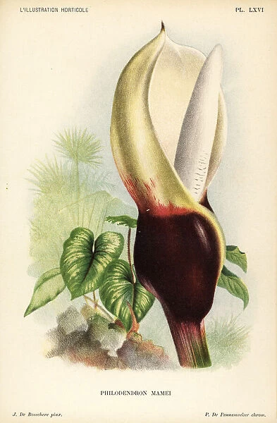 Philodendron mamei. Chromolithograph by Pieter de Pannemaeker after an illustration by J
