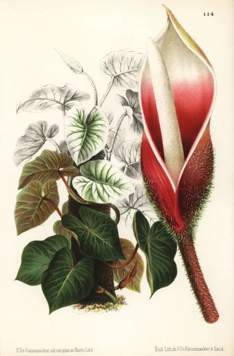 Framed Print : Philodendron verrucosum Framed Print : Philodendron verrucosum