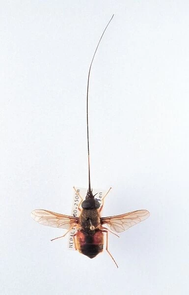 Philoliche longirostris, horse fly