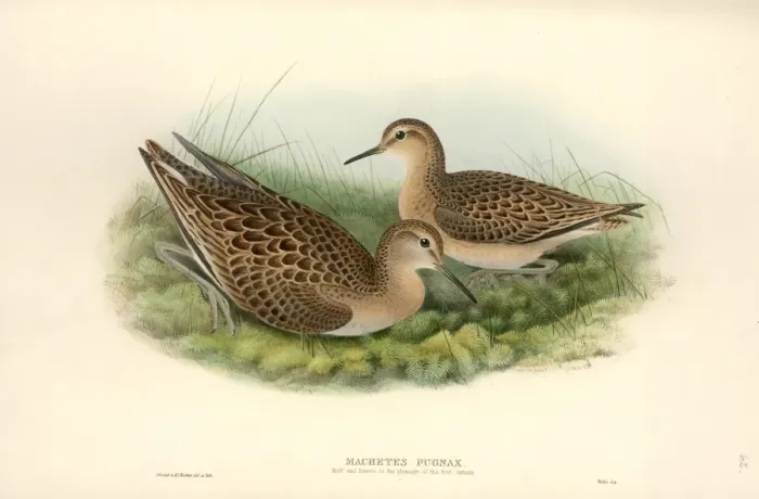 Framed Print : Philomacus pugnax, ruff Framed Print : Philomacus pugnax, ruff