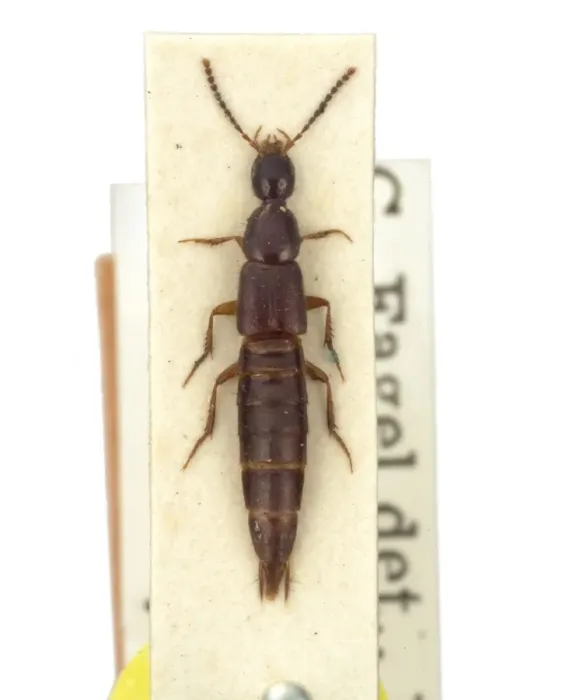 Framed Print : Philonthus dictator, rove beetle Framed Print : Philonthus dictator, rove beetle