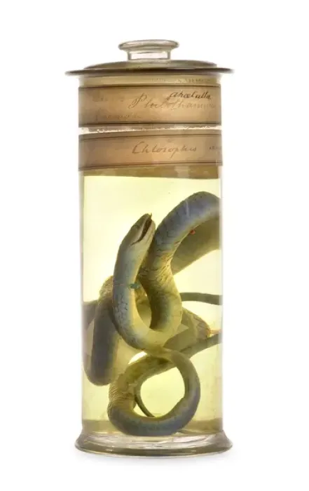 Framed Print : Philothamnus irregularis, western green snake Framed Print : Philothamnus irregularis, western green snake