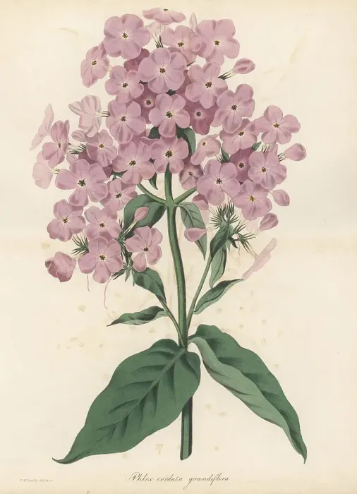 Framed Print : Phlox paniculata hybrid