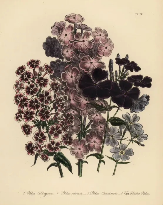 Framed Print : Phlox species Framed Print : Phlox species