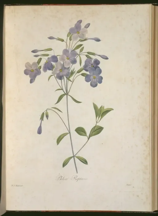 Framed Print : Phlox stolonifera, creeping phlox Framed Print : Phlox stolonifera, creeping phlox