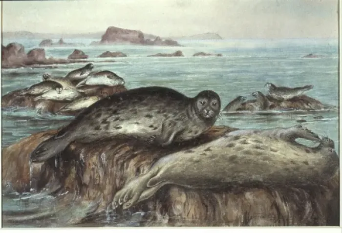 Framed Print : Phoca vitulina, harbour seal Framed Print : Phoca vitulina, harbour seal