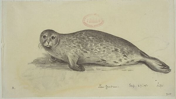 Phoca vitulina, harbour seal