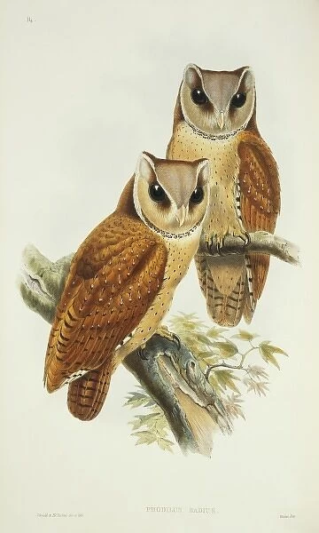 Phodilus badius, Oriental bay owl