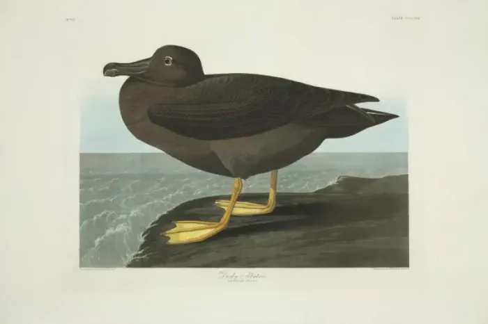 Framed Print : Phoebetria palpebrata, light-mantled albatross Framed Print : Phoebetria palpebrata, light-mantled albatross