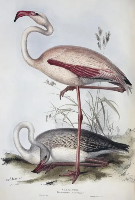 Framed Print : Phoenicopterus ruber, greater flamingo Framed Print : Phoenicopterus ruber, greater flamingo