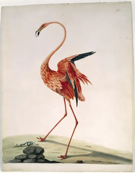 Framed Print : Phoenicopterus ruber ruber, greater flamingo Framed Print : Phoenicopterus ruber ruber, greater flamingo