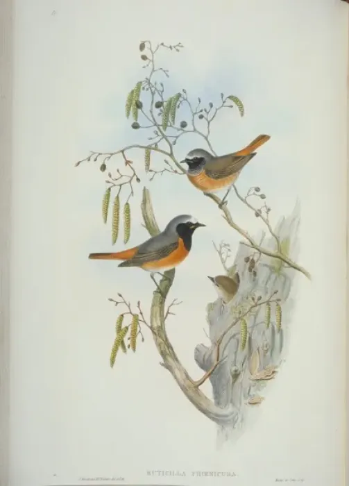 Framed Print : Phoenicurus phoenicurus, common redstart Framed Print : Phoenicurus phoenicurus, common redstart