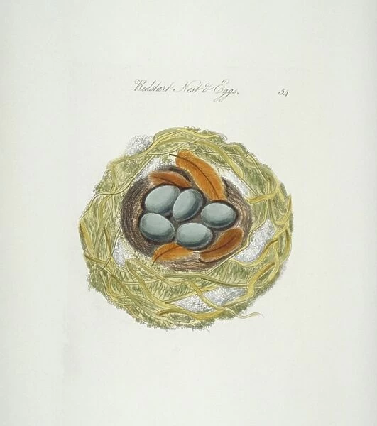Phoenicurus phoenicurus, common redstart nest and eggs