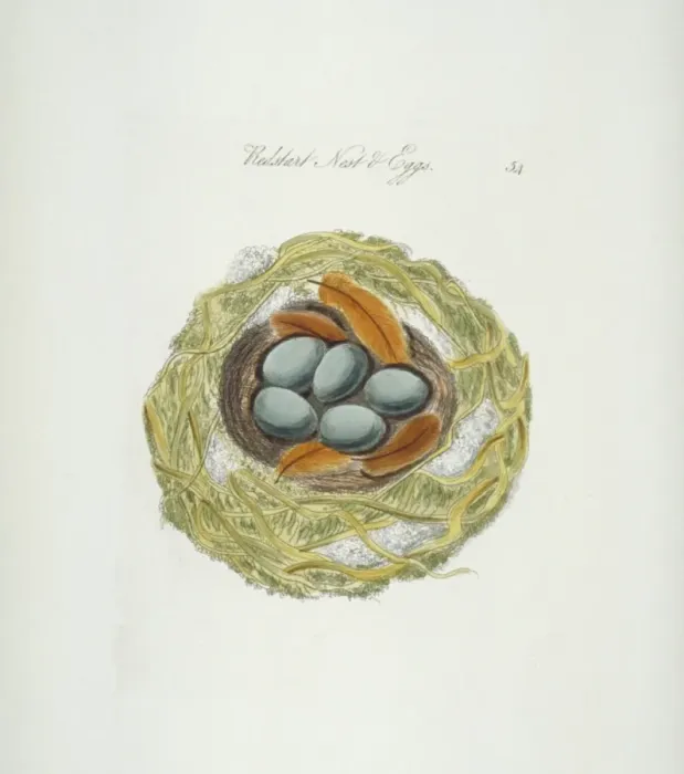 Framed Print : Phoenicurus phoenicurus, common redstart nest and eggs Framed Print : Phoenicurus phoenicurus, common redstart nest and eggs