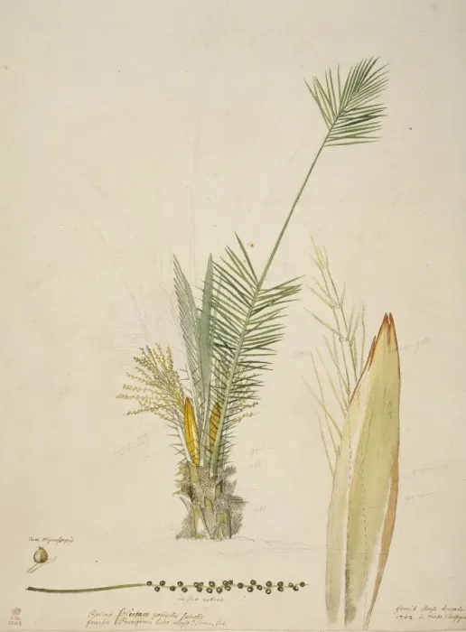 Framed Print : Phoenix canariensis, Canary Islands date palm Framed Print : Phoenix canariensis, Canary Islands date palm