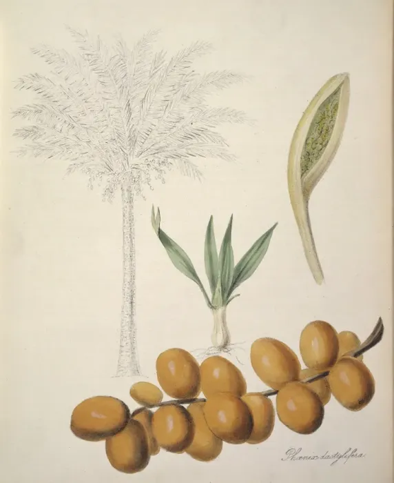 Framed Print : Phoenix dactylifera, palm date Framed Print : Phoenix dactylifera, palm date