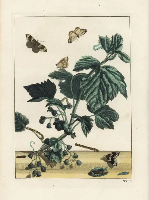 Framed Print : Phoenix moth, Eulithis prunata, on flower Framed Print : Phoenix moth, Eulithis prunata, on flower