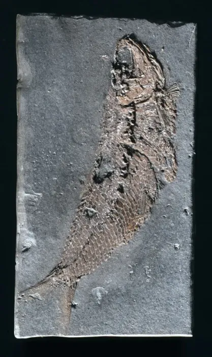Framed Print : Pholiodophorus bechei, fossil fish Framed Print : Pholiodophorus bechei, fossil fish
