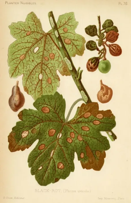 Framed Print : Phoma Uvicola Framed Print : Phoma Uvicola