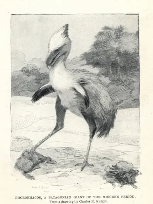 Framed Print : Phorusrhacos longissimus Framed Print : Phorusrhacos longissimus