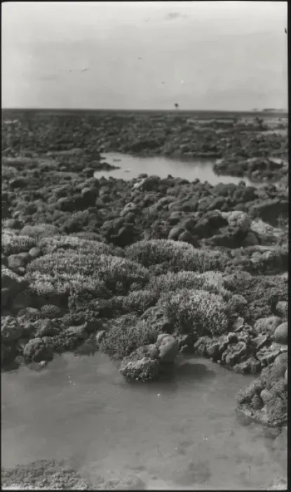 Framed Print : Photograph of corals from the Yonge collection Framed Print : Photograph of corals from the Yonge collection