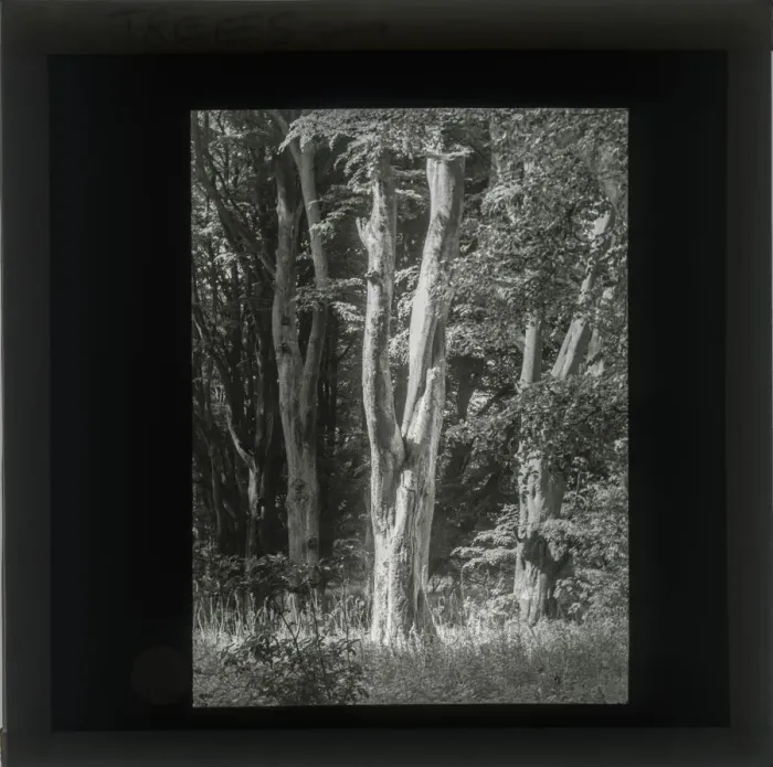 Framed Print : Photograph of Trees in light Framed Print : Photograph of Trees in light