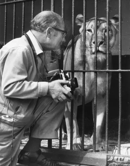 Framed Print : Photographer with lioness at the zoo Framed Print : Photographer with lioness at the zoo