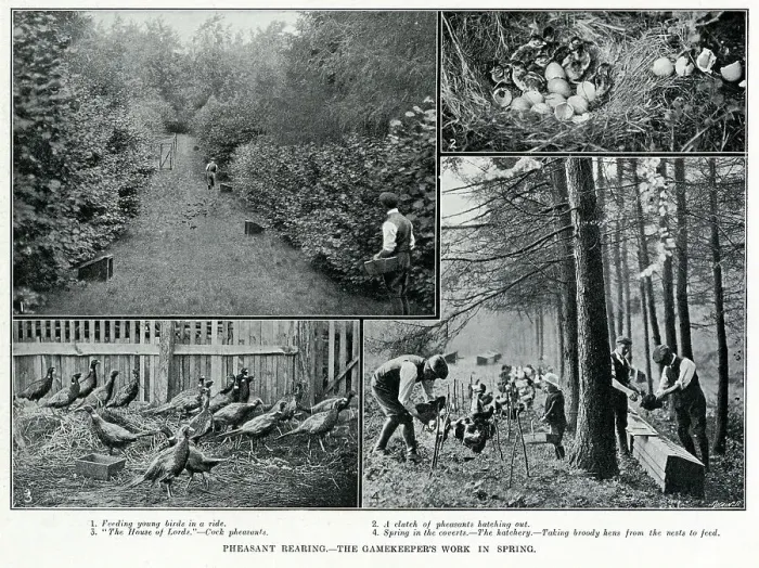Framed Print : Photographs showing stages of pheasant rearing by gamekeepers. Date: 1912 Framed Print : Photographs showing stages of pheasant rearing by gamekeepers. Date: 1912
