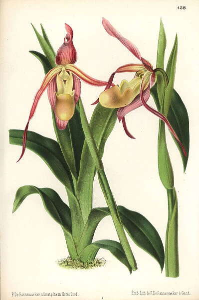 Phragmipedium longifolium orchid