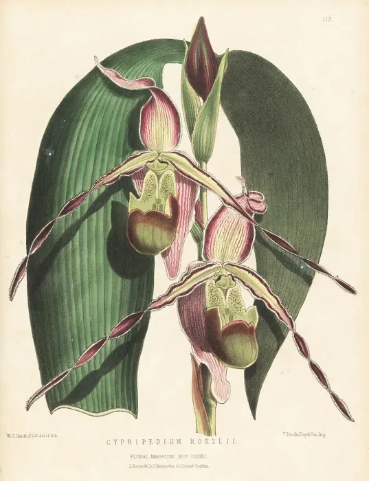 Framed Print : Phragmipedium longifolium var. longifolium Framed Print : Phragmipedium longifolium var. longifolium