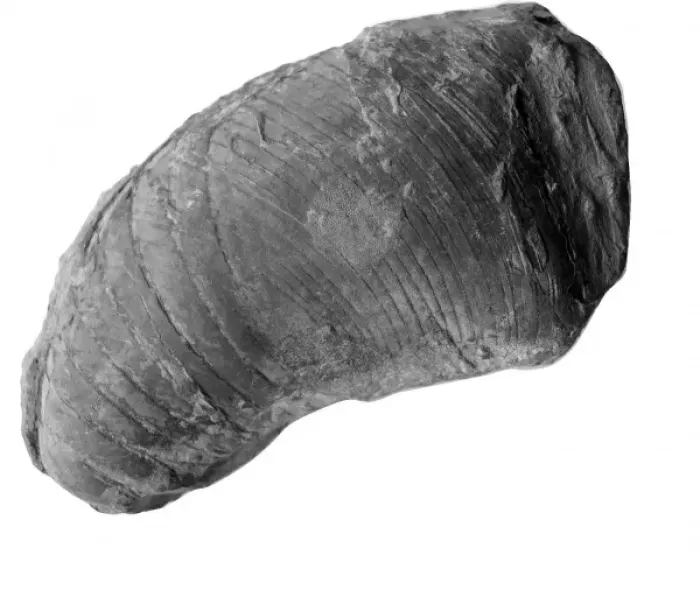 Framed Print : Phragmoceras sp. nautiloid Framed Print : Phragmoceras sp. nautiloid