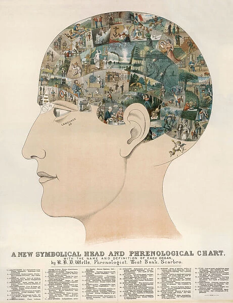 Phrenological Head. A PHRENOLOGICAL HEAD Symbolic representation showing