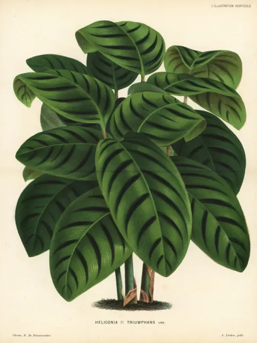 Framed Print : Phrynium villosulum foliage plant Framed Print : Phrynium villosulum foliage plant