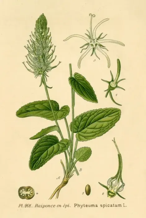 Framed Print : Phteuma Spicatum Framed Print : Phteuma Spicatum