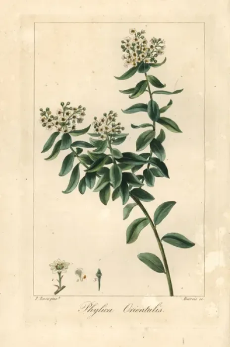 Framed Print : Phylica orientalis, native to South Africa Framed Print : Phylica orientalis, native to South Africa