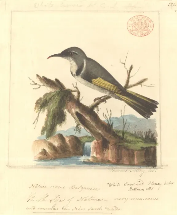 Framed Print : Phylidonyris pyrrhopterus, crescent honeyeater Framed Print : Phylidonyris pyrrhopterus, crescent honeyeater
