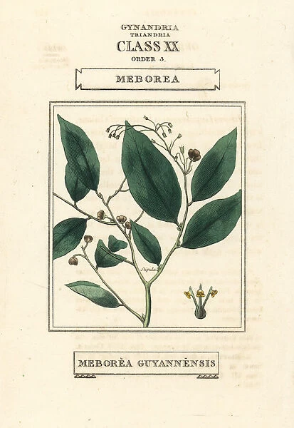 Phyllanthus attenuatus