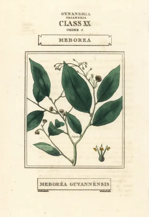 Framed Print : Phyllanthus attenuatus Framed Print : Phyllanthus attenuatus