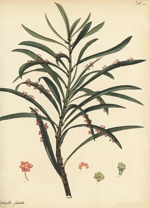 Framed Print : Phyllanthus epiphyllanthus subsp. epiphyllanthus Framed Print : Phyllanthus epiphyllanthus subsp. epiphyllanthus