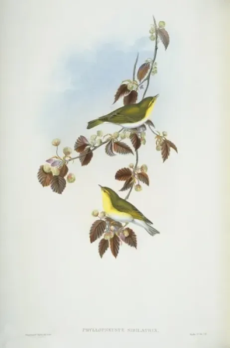 Framed Print : Phylloscopus sibilatrix, wood warbler Framed Print : Phylloscopus sibilatrix, wood warbler