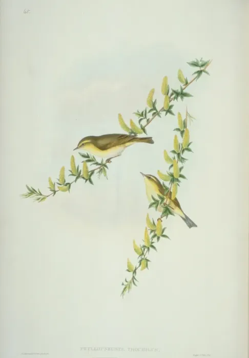 Framed Print : Phylloscopus trochilus, willow warbler Framed Print : Phylloscopus trochilus, willow warbler